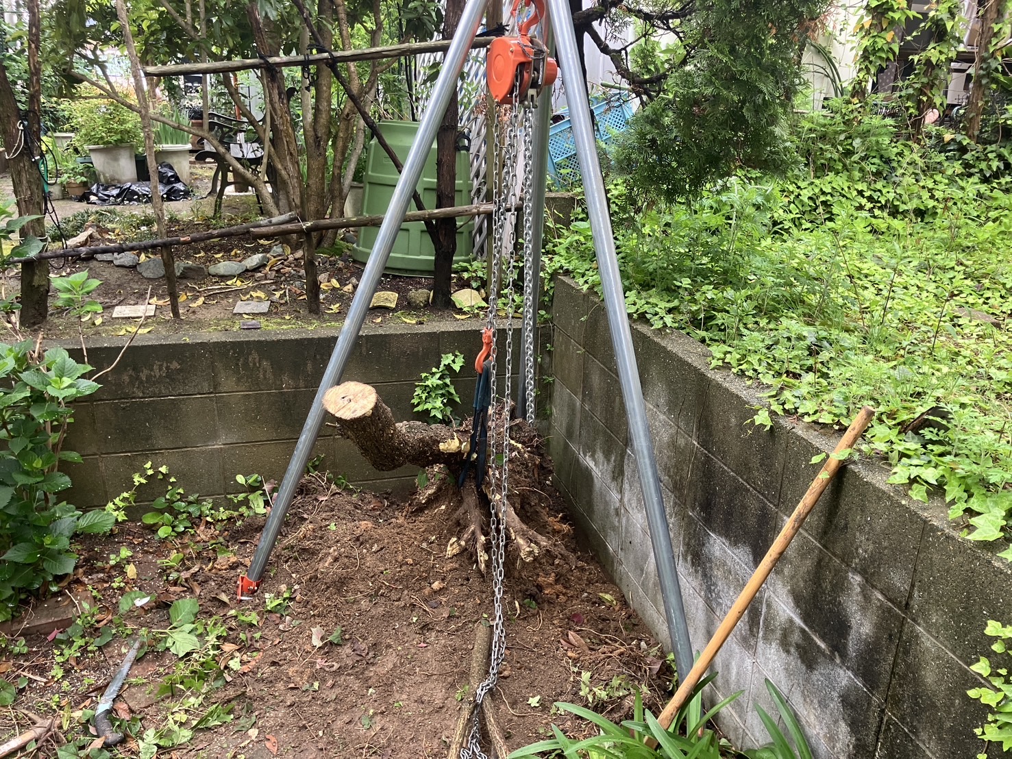 高さ3m級の木の伐採と抜根